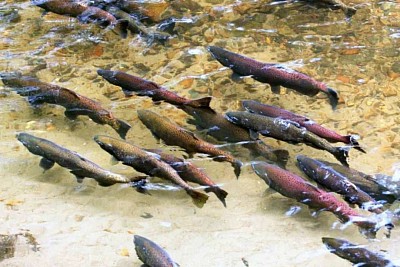 Mass fish deaths in California